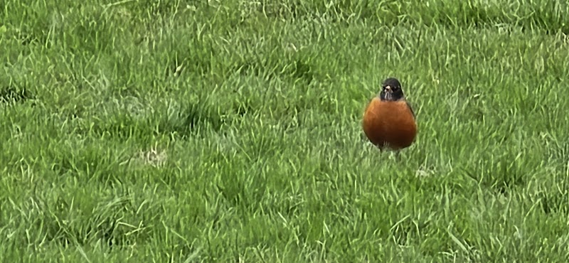 Jackson Hill Dog Park - Marietta, OH