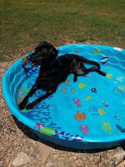 Jackson Hill Dog Park - Marietta, OH