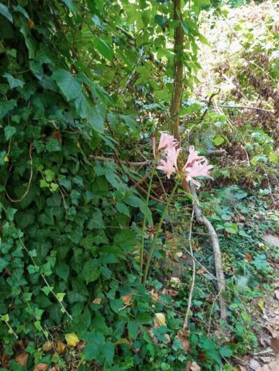 Old Walnut Street Trail - Marietta, OH