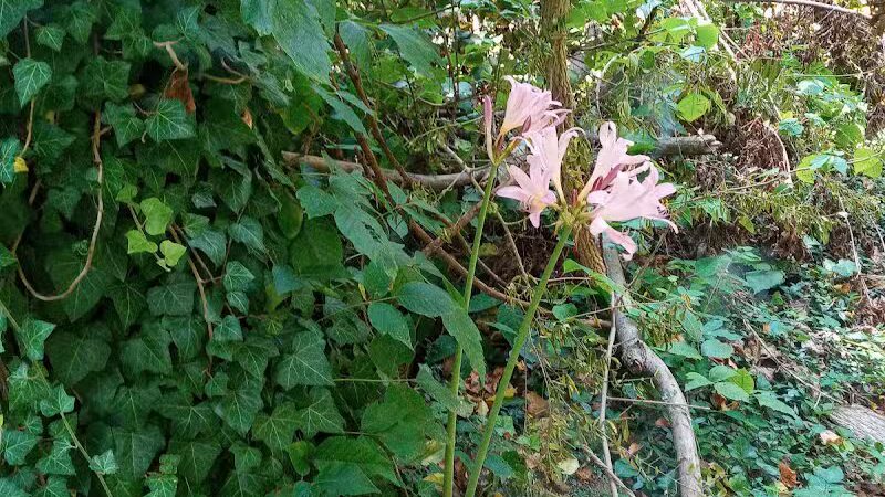 Old Walnut Street Trail - Marietta, OH