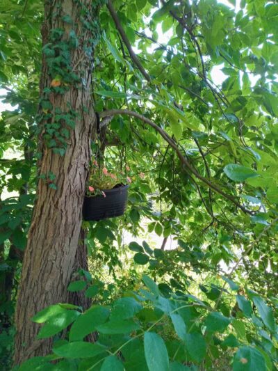 Old Walnut Street Trail - Marietta, OH