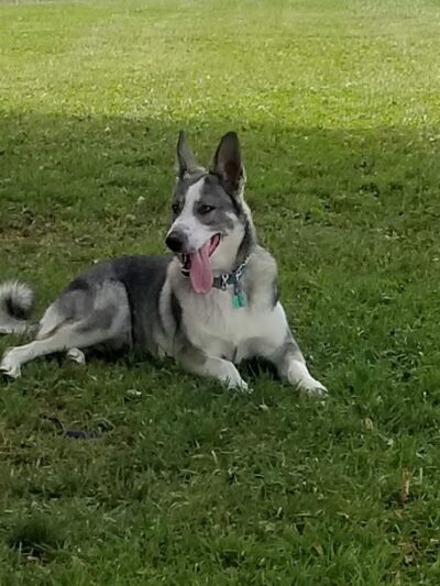 Kaufman Dog Park - Marion, OH