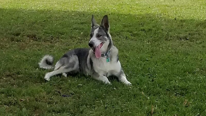 Kaufman Dog Park - Marion, OH