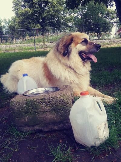 Kaufman Dog Park - Marion, OH