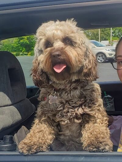 Kaufman Dog Park - Marion, OH