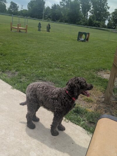 Kaufman Dog Park - Marion, OH