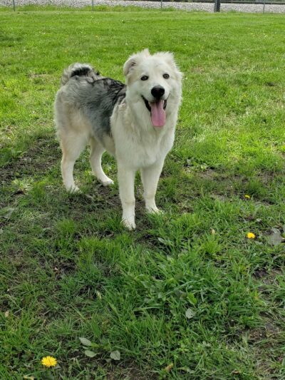 Kaufman Dog Park - Marion, OH