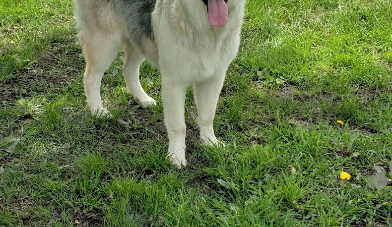 Kaufman Dog Park - Marion, OH