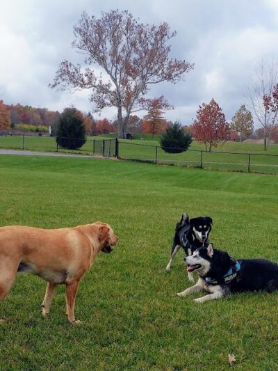 Bark Park - Marysville, OH