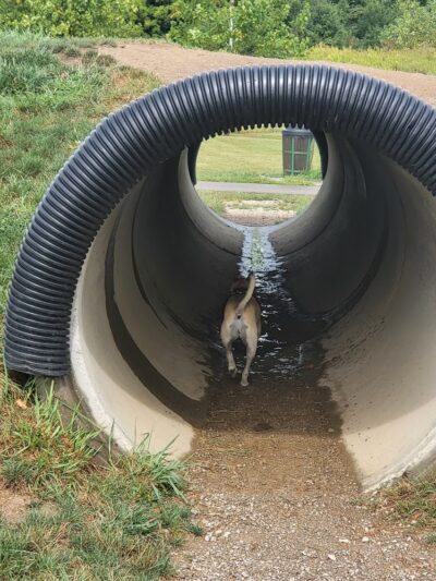Bark Park - Marysville, OH