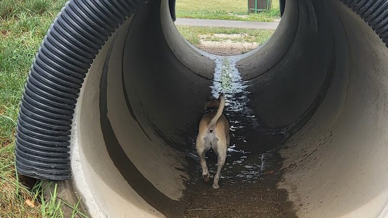 Bark Park - Marysville, OH