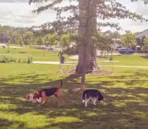 Bark Park - Marysville, OH