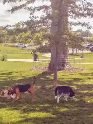 Bark Park - Marysville, OH