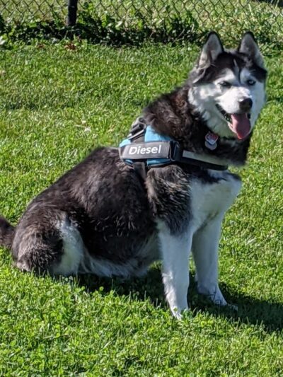 Bark Park - Marysville, OH