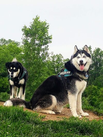 Bark Park - Marysville, OH