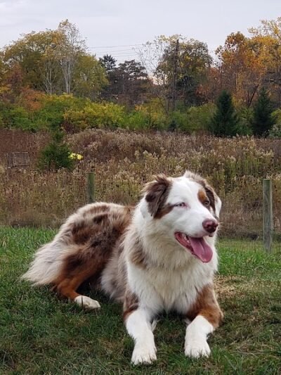 Bark Park - Marysville, OH