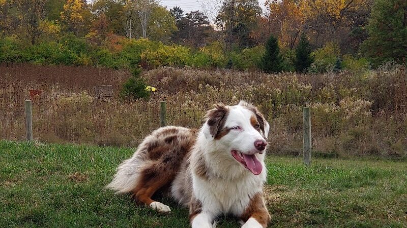 Bark Park - Marysville, OH