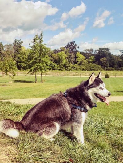 Bark Park - Marysville, OH