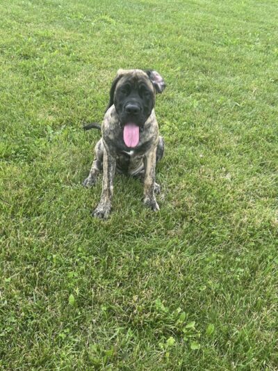 Pawmyra Dog Park - Mason, OH