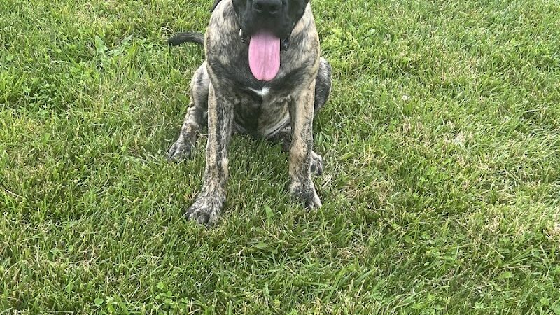 Pawmyra Dog Park - Mason, OH