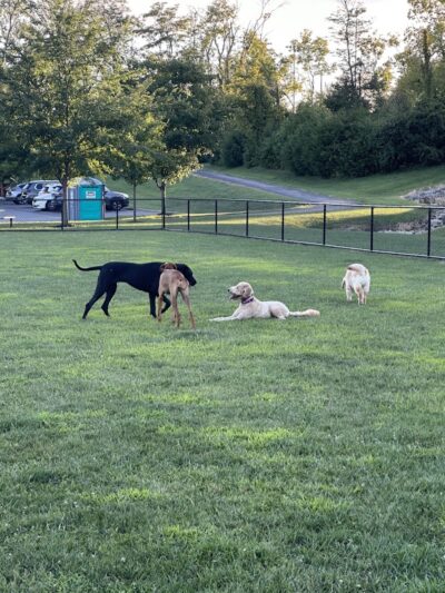 Pawmyra Dog Park - Mason, OH