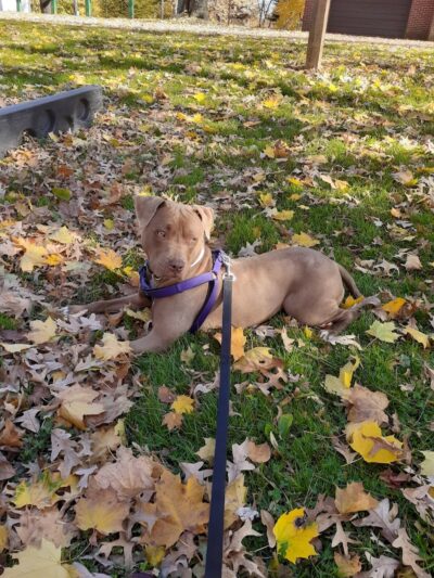 Oak Knoll Park - Massillon, OH