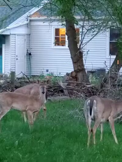 Side Cut Metropark - Maumee, OH