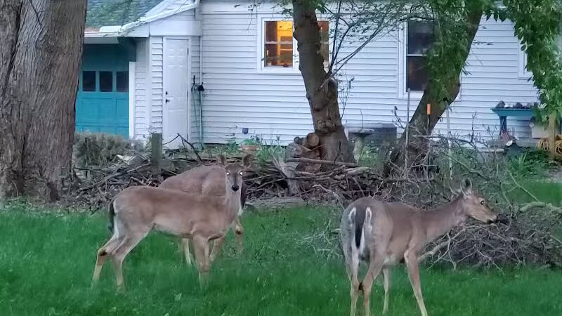 Side Cut Metropark - Maumee, OH