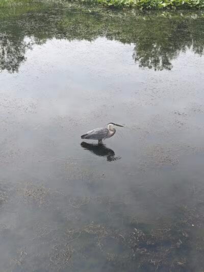 Forest Picnic Area - Mayfield, OH