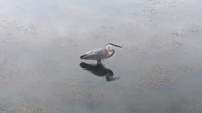 Forest Picnic Area - Mayfield, OH