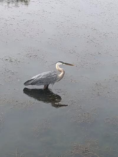 Forest Picnic Area - Mayfield, OH