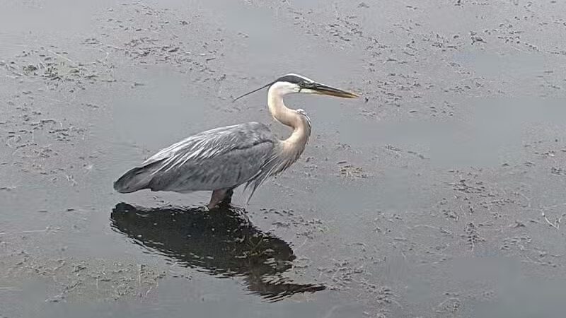 Forest Picnic Area - Mayfield, OH