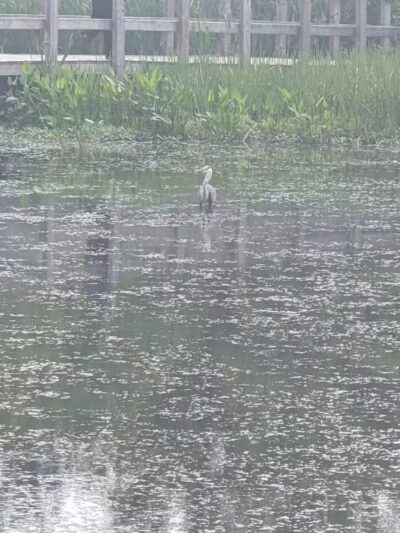 Forest Picnic Area - Mayfield, OH