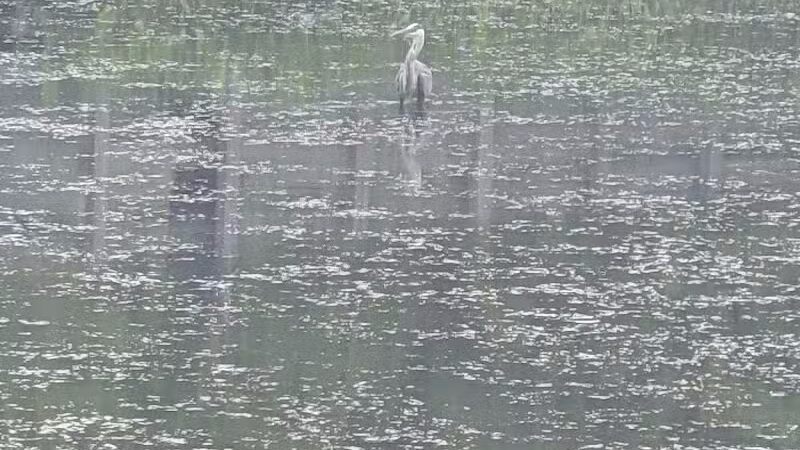 Forest Picnic Area - Mayfield, OH