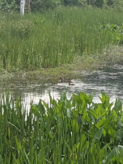 Forest Picnic Area - Mayfield, OH