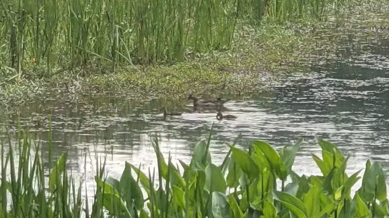 Forest Picnic Area - Mayfield, OH