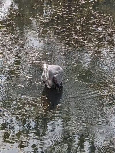 Forest Picnic Area - Mayfield, OH