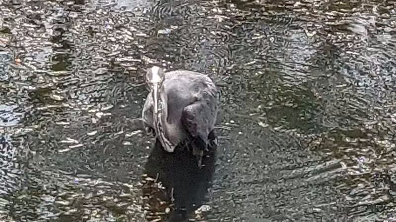 Forest Picnic Area - Mayfield, OH