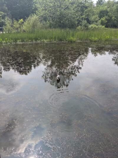 Forest Picnic Area - Mayfield, OH