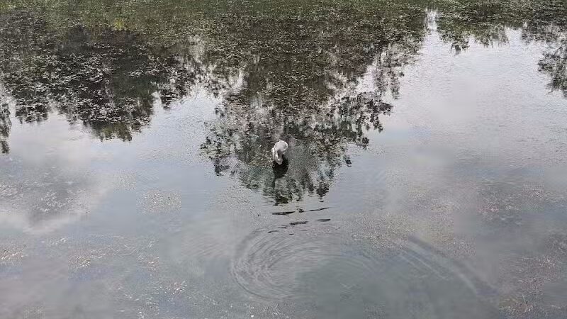 Forest Picnic Area - Mayfield, OH