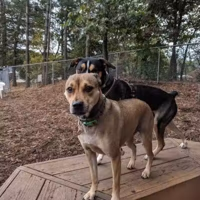 Maynard Dog Park - Maynard, MA