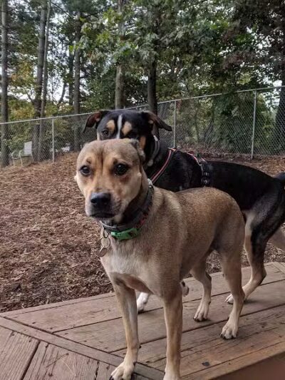 Maynard Dog Park - Maynard, MA