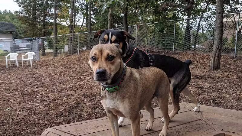 Maynard Dog Park - Maynard, MA