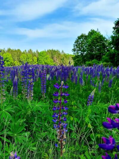 Maynard Dog Park - Maynard, MA