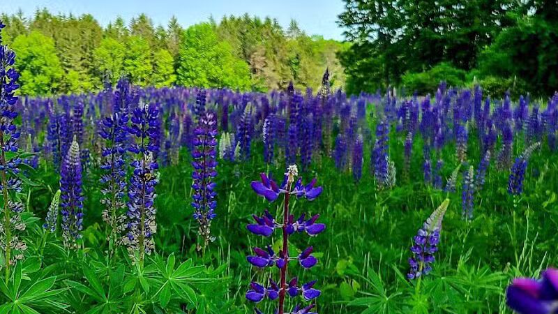 Maynard Dog Park - Maynard, MA