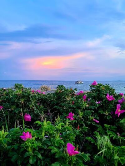 Maynard Dog Park - Maynard, MA