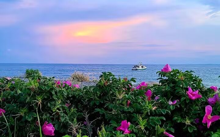 Maynard Dog Park - Maynard, MA