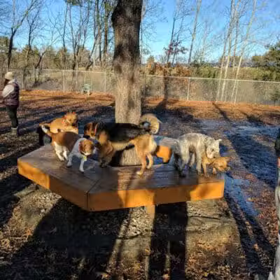 Maynard Dog Park - Maynard, MA