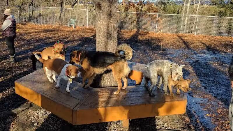 Maynard Dog Park - Maynard, MA