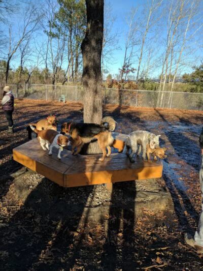 Maynard Dog Park - Maynard, MA